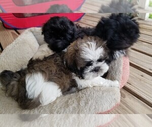 Shih Tzu Litter for sale in SAVANNAH, TN, USA