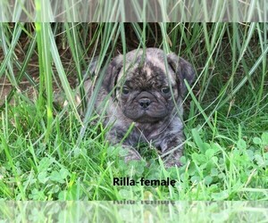 Pug Litter for sale in ORRSTOWN, PA, USA