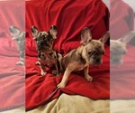 Small French Bulldog