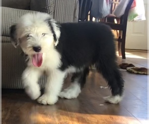 Old English Sheepdog Litter for sale in WAVERLY, IA, USA