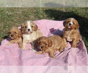 Cavapoo Litter for sale in SEYMOUR, MO, USA