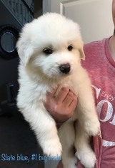 Great Pyrenees Litter for sale in ELK GROVE, CA, USA