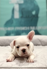 French Bulldog Litter for sale in MANLIUS, NY, USA