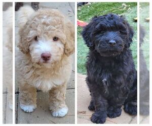 Aussie-Poo-Poodle (Miniature) Mix Litter for sale in PIONEER, CA, USA