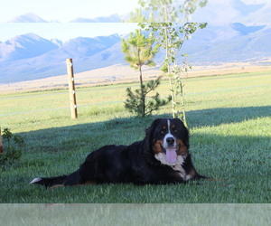 Bernese Mountain Dog Litter for sale in HORN CREEK, CO, USA