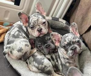 French Bulldog Litter for sale in BELVEDERE, GA, USA