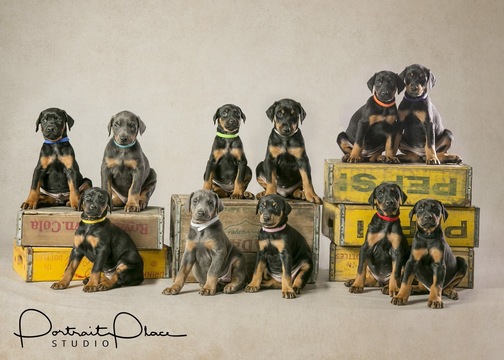 Medium Photo #1 Doberman Pinscher Puppy For Sale in ONARGA, IL, USA