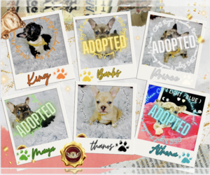 French Bulldog Litter for sale in ATHENS, GA, USA