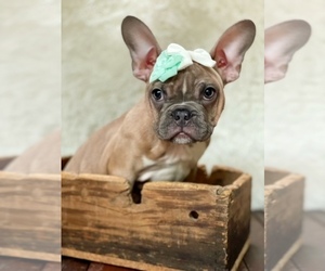 Faux Frenchbo Bulldog Litter for sale in BREMERTON, WA, USA