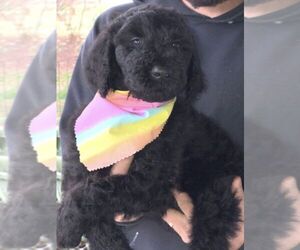 Labradoodle Litter for sale in CLAY CITY, IN, USA