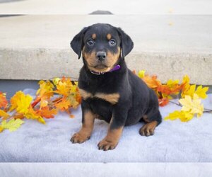 Rottweiler Litter for sale in MILLERSBURG, OH, USA