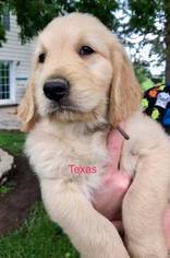 Goldendoodle Litter for sale in WINCHESTER, IN, USA
