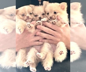 Pomeranian Litter for sale in WILMINGTON, NC, USA