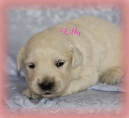 Golden Retriever Litter for sale in STANLEY, WI, USA
