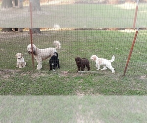 Poodle (Standard) Litter for sale in KILGORE, TX, USA