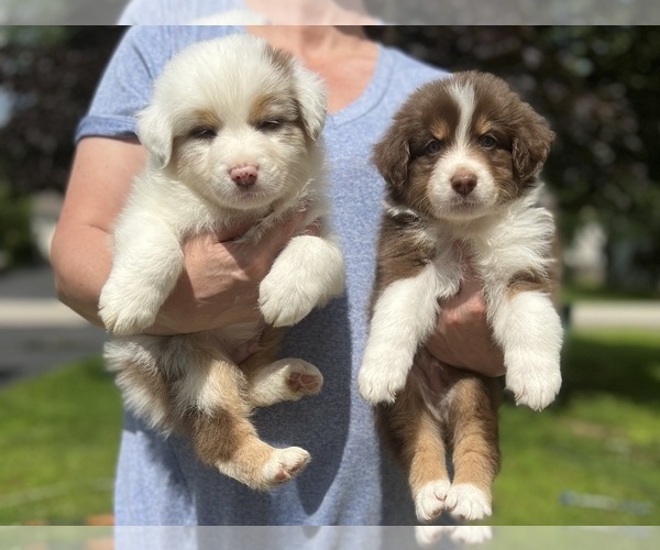 Medium Photo #1 Australian Shepherd Puppy For Sale in ROCHESTER, NH, USA