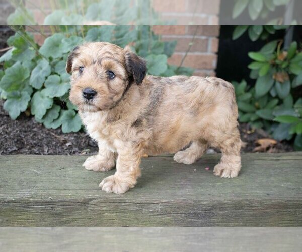 Medium Photo #1 Whoodle Puppy For Sale in MILLERSBURG, OH, USA