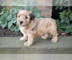 Small Photo #1 Whoodle Puppy For Sale in MILLERSBURG, OH, USA