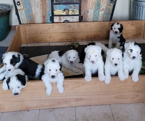 Old English Sheepdog Litter for sale in CANON CITY, CO, USA