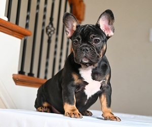 French Bulldog Litter for sale in LITHONIA, GA, USA
