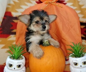 Medium Morkie-Yorkshire Terrier Mix