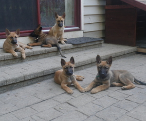 German Shepherd Dog-Malinois Mix Litter for sale in FOX LAKE, IL, USA