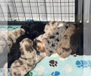 Aussie-Poo-Aussiedoodle Mix Litter for sale in WINDSOR, IL, USA
