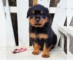 Rottweiler Litter for sale in PINE GROVE, PA, USA