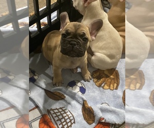 French Bulldog Litter for sale in FEDERAL WAY, WA, USA