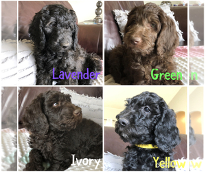 Labradoodle Litter for sale in CORVALLIS, MT, USA