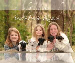 Jack Russell Terrier Litter for sale in PEABODY, KS, USA