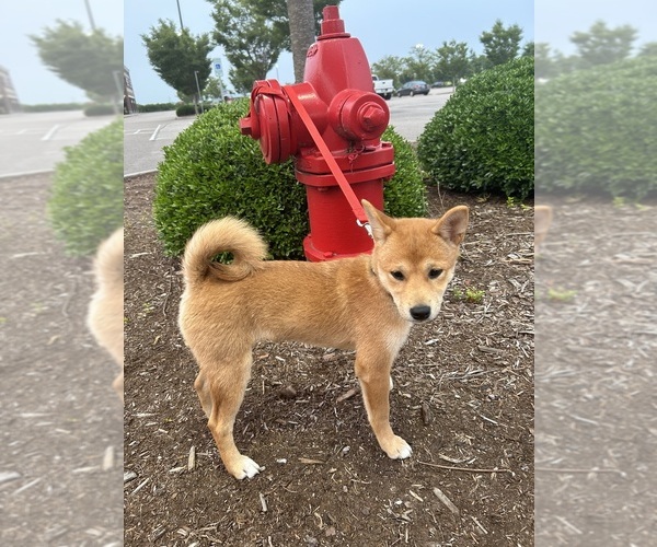 Medium Photo #1 Shiba Inu Puppy For Sale in ELIZABETH CITY, NC, USA
