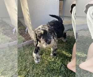 Double Doodle Litter for sale in TEMECULA, CA, USA