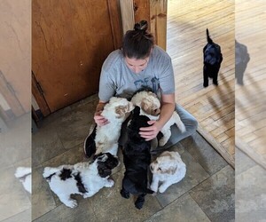 Goldendoodle (Miniature) Litter for sale in HOUSEVILLE, NY, USA