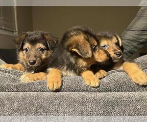 Australian Shepherd-German Shepherd Dog Mix Litter for sale in GREENSBORO, NC, USA