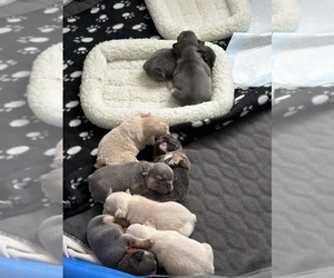 French Bulldog Litter for sale in JUSTIN, TX, USA