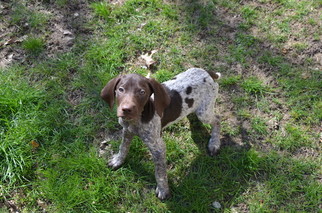 German Shorthaired Pointer Litter for sale in NORTH OLMSTED, OH, USA