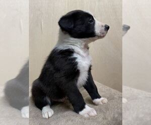 Border Collie Litter for sale in ANDERSON, SC, USA