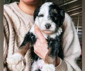 Sheepadoodle Litter for sale in COLORADO SPRINGS, CO, USA