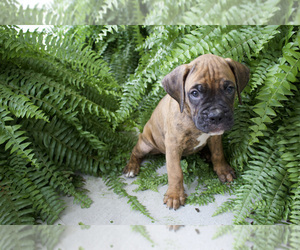 Boxer Litter for sale in MADISON, SC, USA