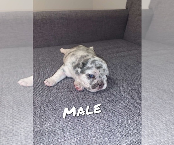 Medium Photo #1 French Bulldog Puppy For Sale in Thorold, Ontario, Canada