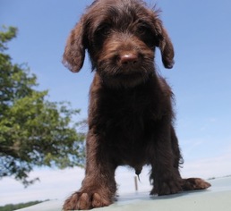 Labradoodle Litter for sale in NEW HAVEN, IN, USA