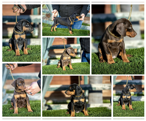 Medium Photo #1 Doberman Pinscher Puppy For Sale in GUSTINE, CA, USA