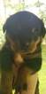 Small Photo #1 Rottweiler Puppy For Sale in MORGANTOWN, PA, USA