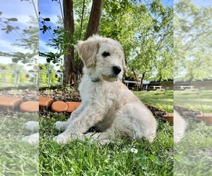 Goldendoodle Litter for sale in RALEIGH, NC, USA