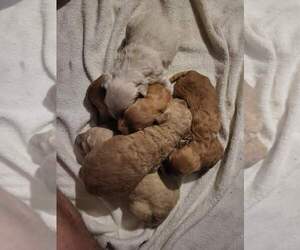 Goldendoodle Litter for sale in BYRON, GA, USA