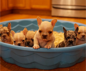 French Bulldog Litter for sale in HOBART, IN, USA