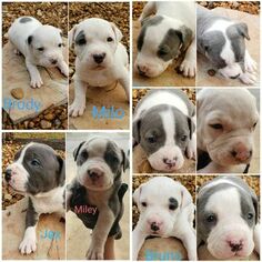 American Pit Bull Terrier Litter for sale in CONVERSE, TX, USA