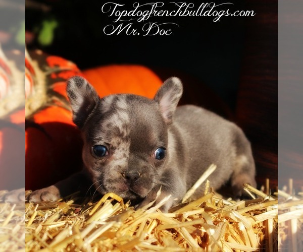 Medium Photo #1 French Bulldog Puppy For Sale in HURON, TN, USA