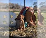 Small Photo #1 Rhodesian Ridgeback Puppy For Sale in BOYD, TX, USA